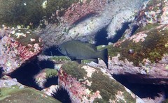 Girella elevata