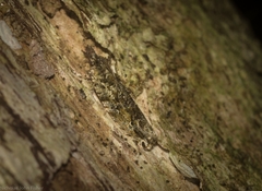 Metrioglypha phyllodes