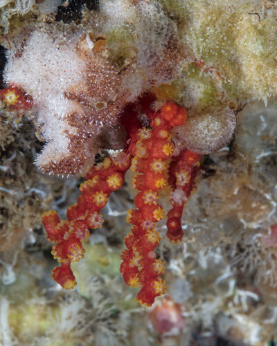 Melithaea bicolor observed 2024-07-20