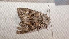 Pachetra sagittigera