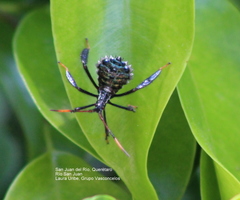 Coreidae