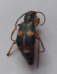Pheropsophus