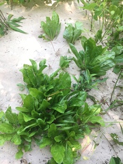 Erigeron pulchellus brauniae