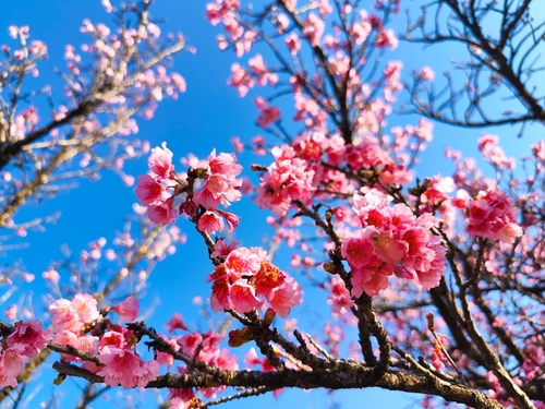 Prunus campanulata