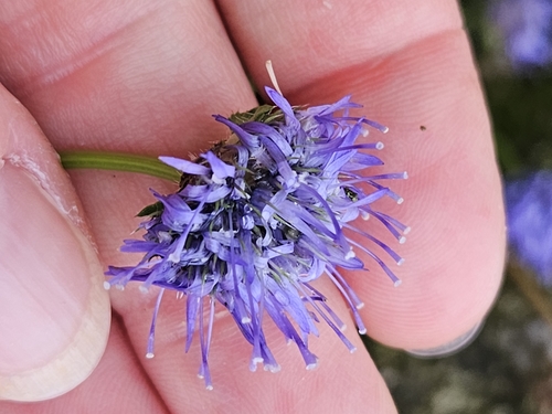 Blue button haze (Jasione maritima)