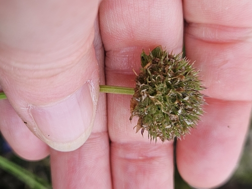 Image of Jasione maritima by (c) Alessia Guggisberg, some rights reserved (CC BY-SA)