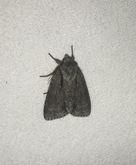 Acronicta hasta