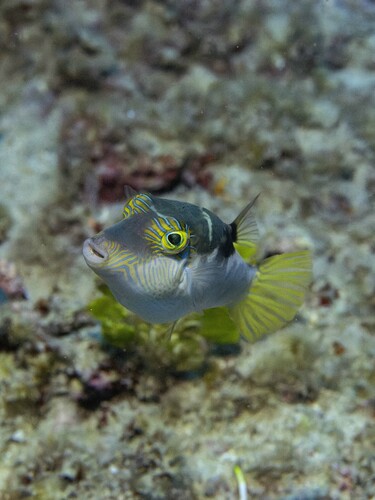 Canthigaster epilampra observed 2024-05-28
