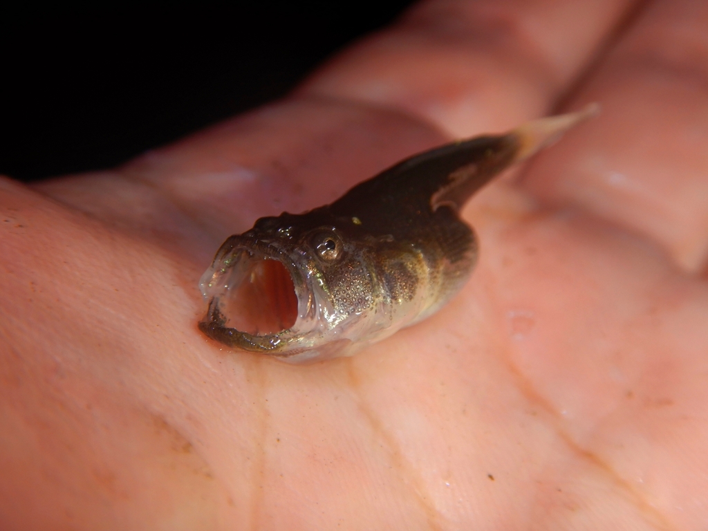 Northern stargazer (Astroscopus guttatus) — Uranoscopidae