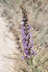 Salvia virgata