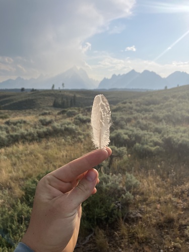 Greater Sage-Grouse (Centrocercus urophasianus)