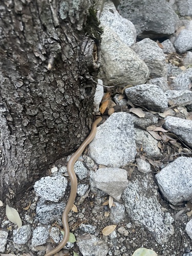 iNaturalist observation photo of Northern Rubber Boa