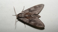 Sphinx maurorum