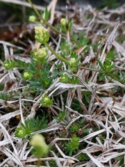 Galium sterneri