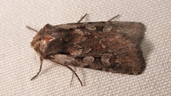 Lycophotia molothina