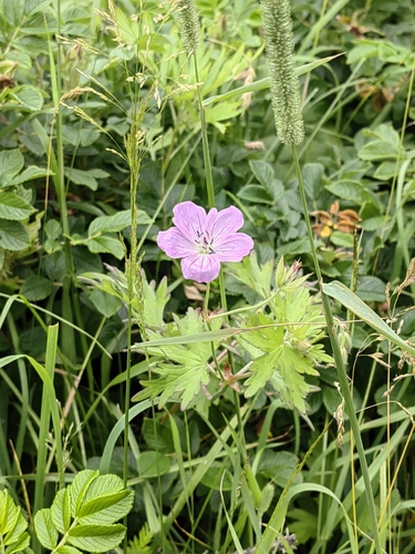 Geranium yesoense iNat (1)