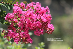 Lagerstroemia indica
