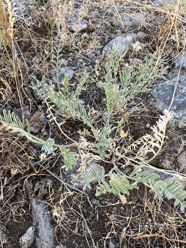Image of Astragalus terminalis by (c) anguspritchard, some rights reserved (CC BY)