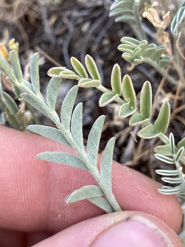 Railhead Milkvetch (Astragalus terminalis)