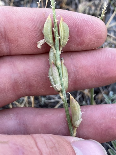 Image of Astragalus terminalis by (c) anguspritchard, some rights reserved (CC BY)