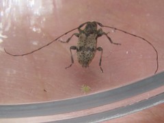 Leiopus femoratus