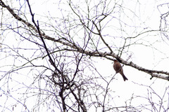 Fringilla coelebs