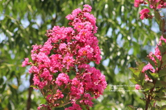 Lagerstroemia indica