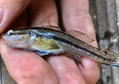 Kameleon-grondel (Tridentiger trigonocephalus) — Gobiidae — 4