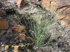 Lobelia linearis