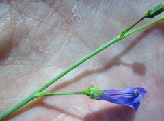 Lobelia linearis