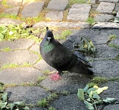Columba livia