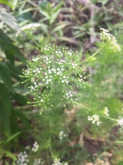 Ptilimnium capillaceum