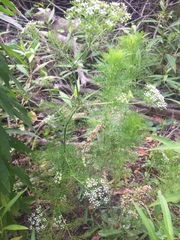 Ptilimnium capillaceum