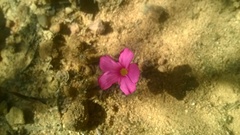 Oxalis eckloniana-nidulans