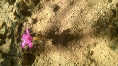 Oxalis eckloniana-nidulans