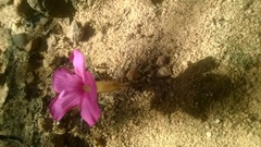 Oxalis eckloniana-nidulans