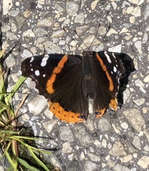 Vanessa atalanta