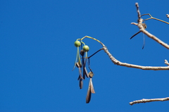 Gyrocarpus americanus