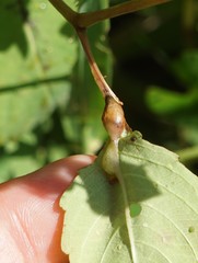 Neolasioptera impatientifolia