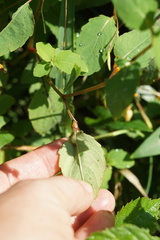 Neolasioptera impatientifolia