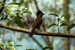 Grammatoptila striata