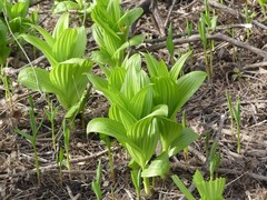 Veratrum viride