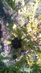 Leucadendron stellare