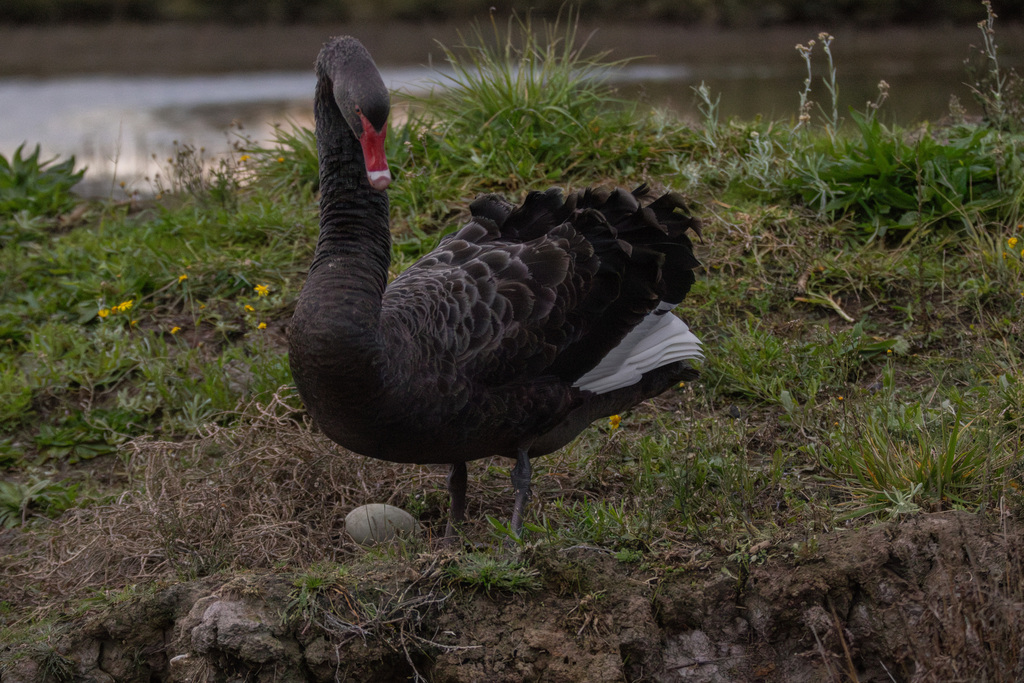 Black Swan from Auckland, New Zealand on July 21, 2024 at 06:22 PM by ...