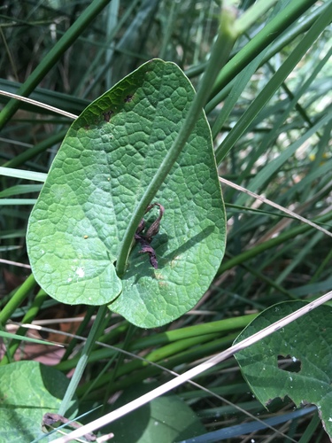 Smearwort