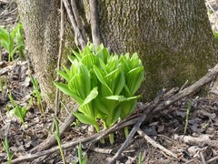 Veratrum viride