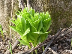 Veratrum viride