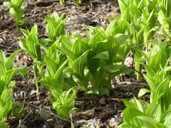 Veratrum viride