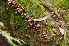 Mycena kurramulla
