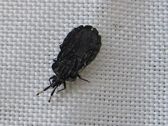 Aradus signaticornis